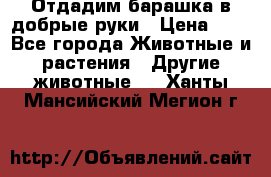 Отдадим барашка в добрые руки › Цена ­ 1 - Все города Животные и растения » Другие животные   . Ханты-Мансийский,Мегион г.